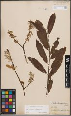 Foto von Salix caprea L. x Salix eleagnos Scop.